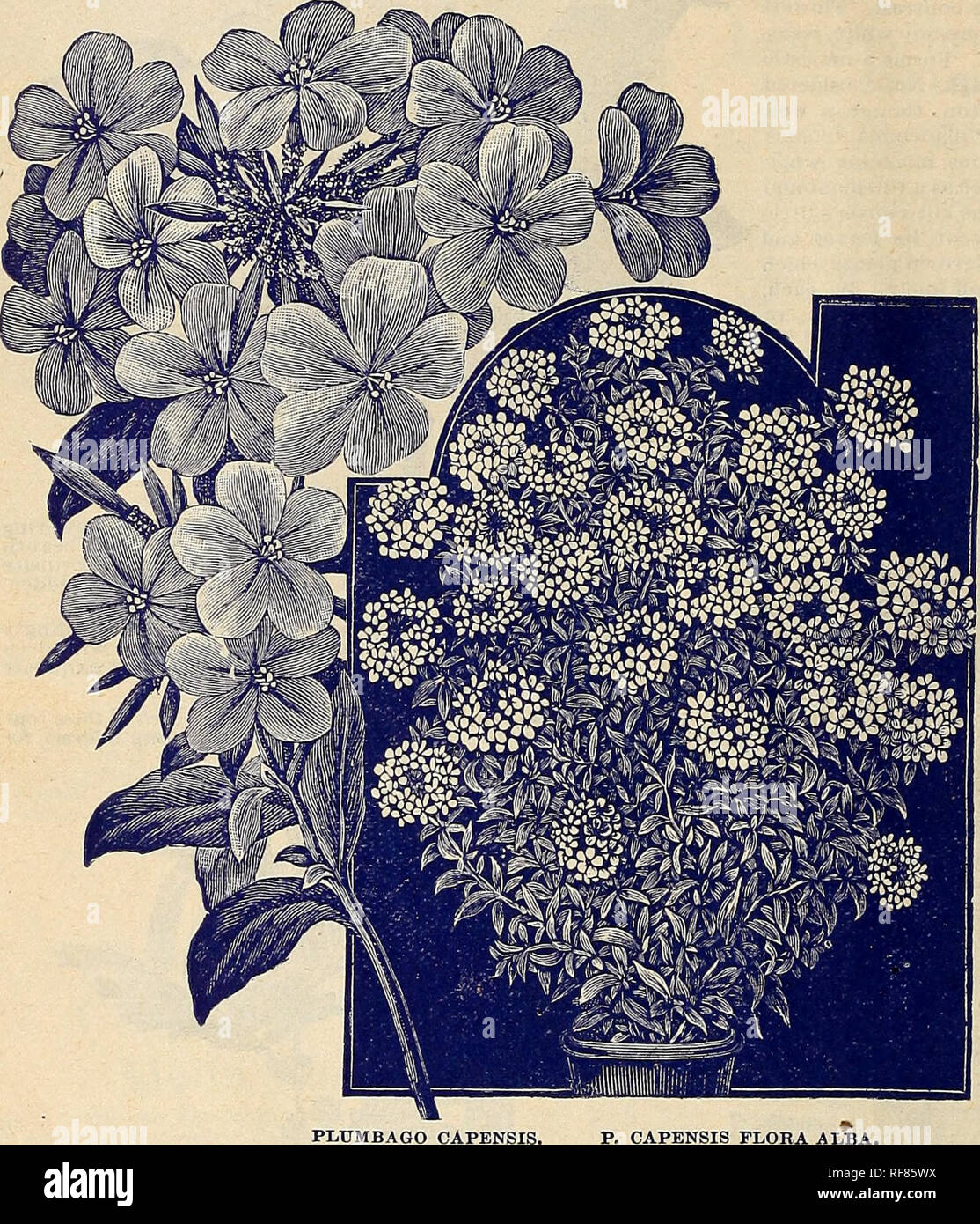 . Rare catalogue de fleurs et fruits de la Floride : saison de 1893. Horticulture pépinières (Floride) ; Catalogues Catalogues fleurs ; plantes ornementales, catalogues. 48 Pike &AMP ;. Ellsworth, Jessamine, Pasco Co., Floride OpopOI^aX (suite). Non, c'est aa, l'une des plus belles plantes ia culture. Ses feuilles sont peu aussi délicate et belle que le travail de la dentelle, et dans l'aisselle tbeir apparaissent, dans la plus grande profusion, fleurs en forme de petites boules jaunes, des flous plus délicieux parfum, d'où un parfum délicieux et populaires est distillée. Plantes Pin, 15o chacun. Graines 10c. par pkt. White Banque D'Images