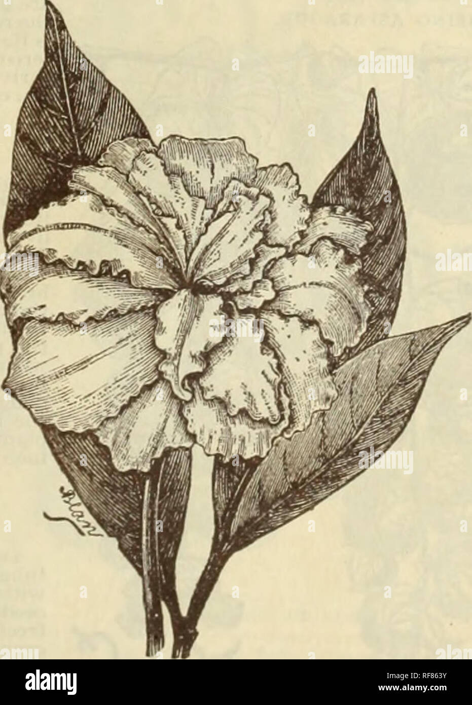 Rare Catalogue De Fleurs Et Fruits De La Floride Saison De