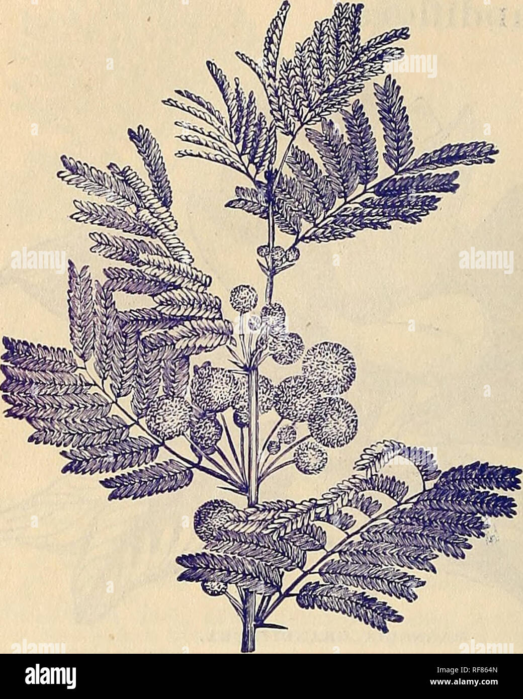 . Rare catalogue de fleurs et fruits de la Floride. Horticulture pépinières (Floride) ; Catalogues Catalogues fleurs ; plantes ornementales, catalogues. 52 Pike &AMP ; Ellsworth, Jessamine, Pasco Co., Ha.. OPOPONAX. Opopoi^ax ou Acacia farnesiana M. Fraas a reconnu dans le programme Acacia l'ancienne usine, qui devrait lui donner beaucoup d'intérêt même si ce n'était pas, comme il est, l'une des plus belles plantes de produc- tion. Ses feuilles sont peu aussi délicate et belle que le travail de la dentelle, et dans leurs aisselles apparaissent, dans le plus grand pro- fusion, fleurs en forme de petites boules jaunes, des flous plus délicieux Banque D'Images