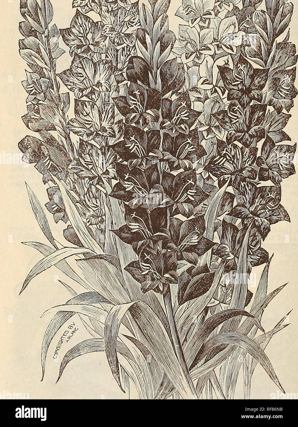 . Rare catalogue de fleurs et fruits de la Floride : saison de 1894. Horticulture pépinières (Floride) ; Catalogues Catalogues fleurs ; plantes ornementales, catalogues. Le Gladiohis^ est plus précieux de tous les STimnier sliowy acd-blooniiriB bulboses, et si facile de cultiver l'innovation, donc absolument sûr pour fleurir abondamment et par- fectly pour tout le monde et dans presque tous les con- ditions, qu'il n'est pas étonnant du tout qu'il est devenu le plus populaire pour le jardin d'été qui est cultivée à-jour. Nous cultivons plusieurs centaines d tliousand les ampoules du seeds sauvé de la croix fécondés ou h t0 Banque D'Images