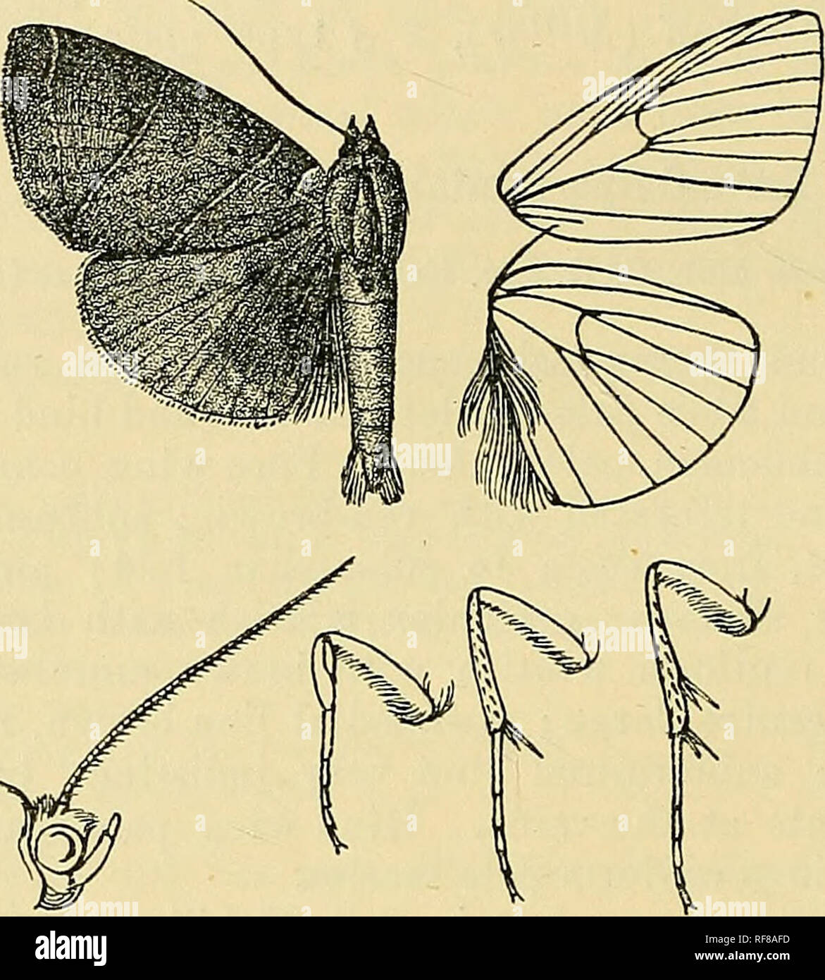 . Catalogue of the Lepidoptera Phalaenae au British Museum. Les mites. 412 nocxtjid.t :. 7523. Dermaleipa parallelipipeda. La LPRPDE s'parcdleli Ophiodes, Guen. Noct. iii. p. 230 (1852). SacUmilUeri Ophisma, Mab. Ann. Sue. Ent. Fr. 1879, p. 328 ; Saalm. Le LEP. Madag. p. 460 et suiv., 141, 142. Tête et thorax brun-rouge ; tarses fuscous ; abdomen ocre grisâtre, la surface ventrale tiuged d'écarlate. Aile antérieure- rouge, brun noirâtre avec irrorated et teinté de gris violacé sauf le postmedial zone côtière ; une subbasal oblique de la ligne pâle costa à veine 1 antemedial ; pâle ligne définie sur chaque côté par br Banque D'Images