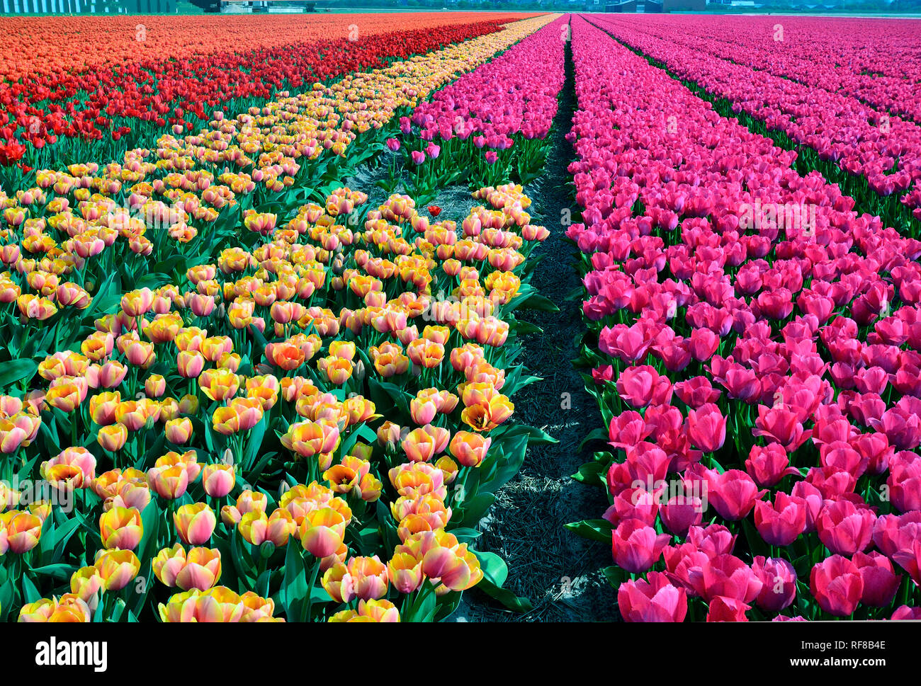 Champs de tulipes en Hollande spécialement cultivés pour leurs fameux bulbes  Photo Stock - Alamy