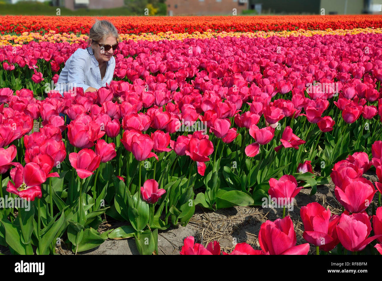Femme à la recherche dans les champs de tulipes en Hollande spécialement cultivés pour leurs fameux bulbes Banque D'Images