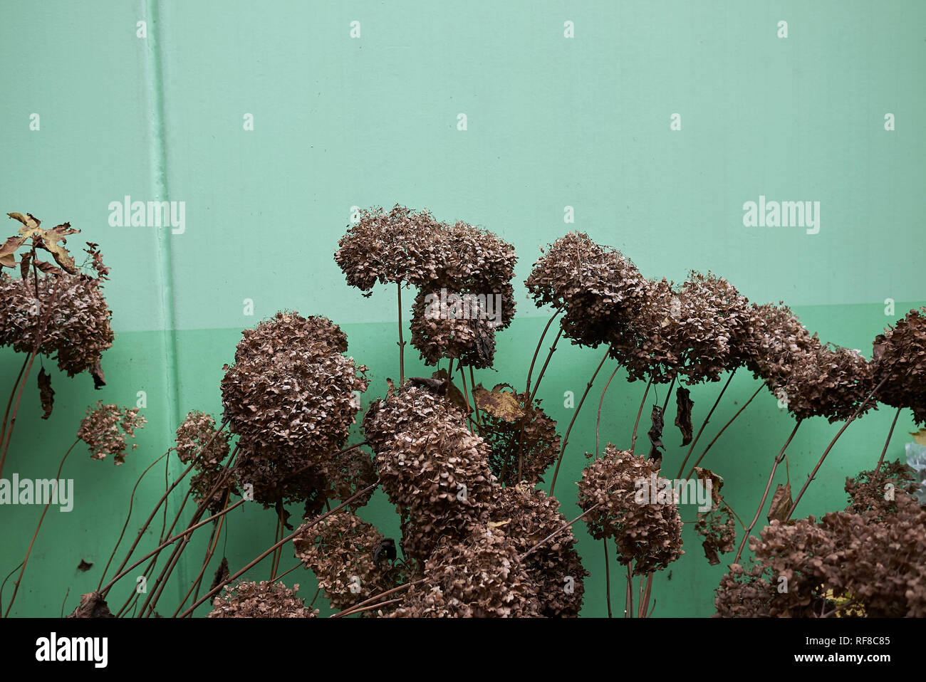 L'Hydrangea arborescens avec fleurs séchées Banque D'Images