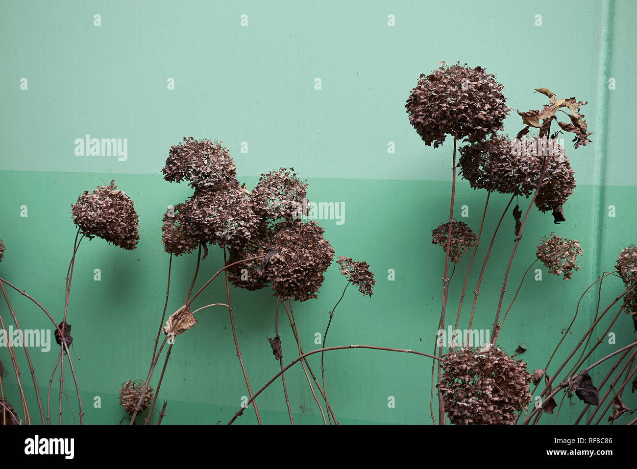 L'Hydrangea arborescens avec fleurs séchées Banque D'Images