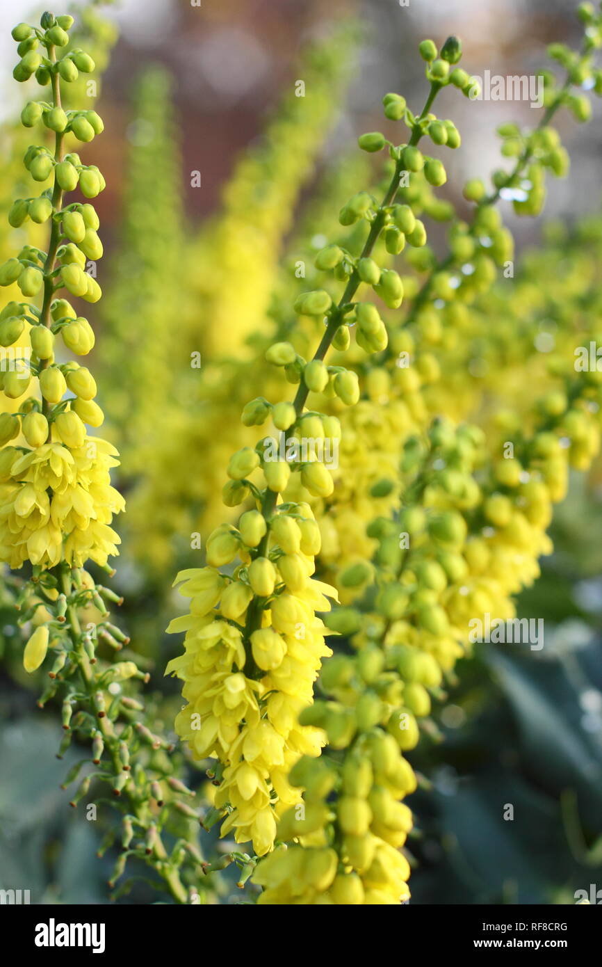 Mahonia x media 'Charity' la floraison en hiver (novembre) dans un jardin Banque D'Images