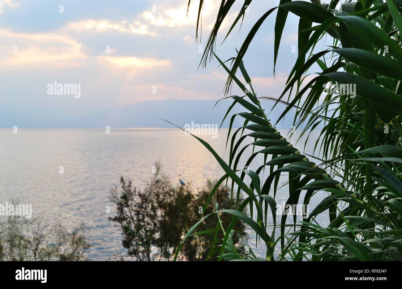 Lever du soleil sur la mer de Galilée, de plantes et d'arbres à l'avant Banque D'Images