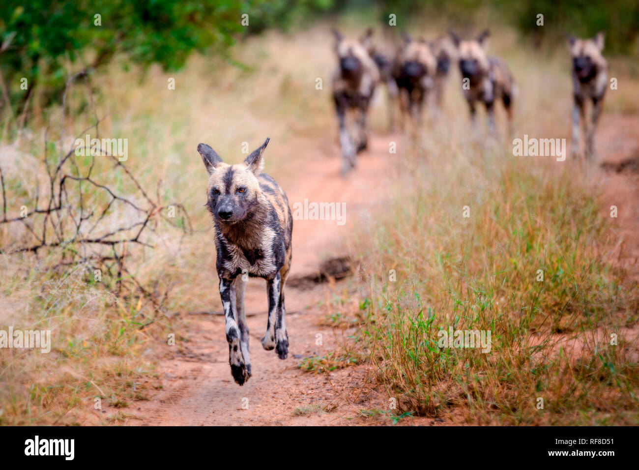 Un pack de chien sauvage, Lycaon pictus, tournant, oreilles vers l'arrière, les pieds du sol. Banque D'Images