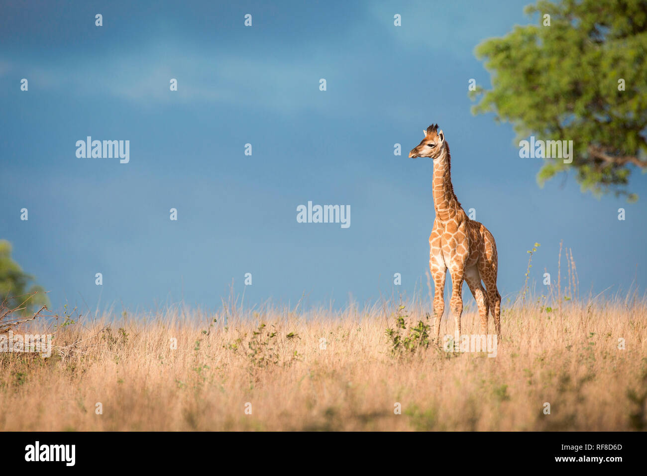 Un jeune veau, giraffe Giraffa camelopardalis, se dresse dans le soleil dans l'herbe brune, à l'écart, sombre ciel bleu en arrière-plan. Banque D'Images