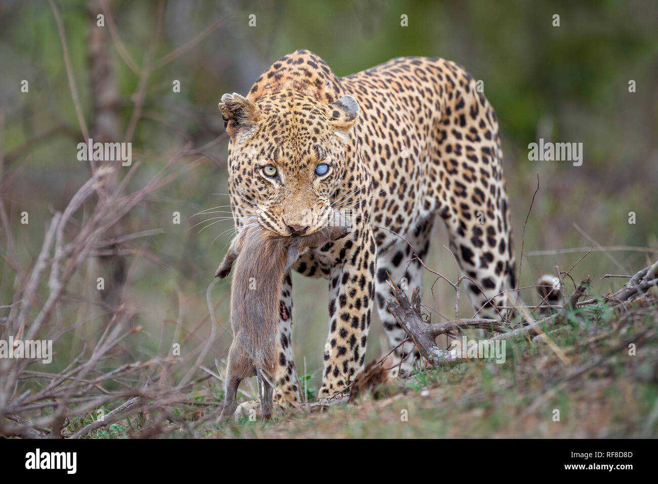 Un Leopard Panthera Pardus Avec Un Bleu Regard Trouble A L Ecart Se Dresse Avec Un Phacochere Porcinet Dans Sa Bouche Phacochoerus Africanus Photo Stock Alamy