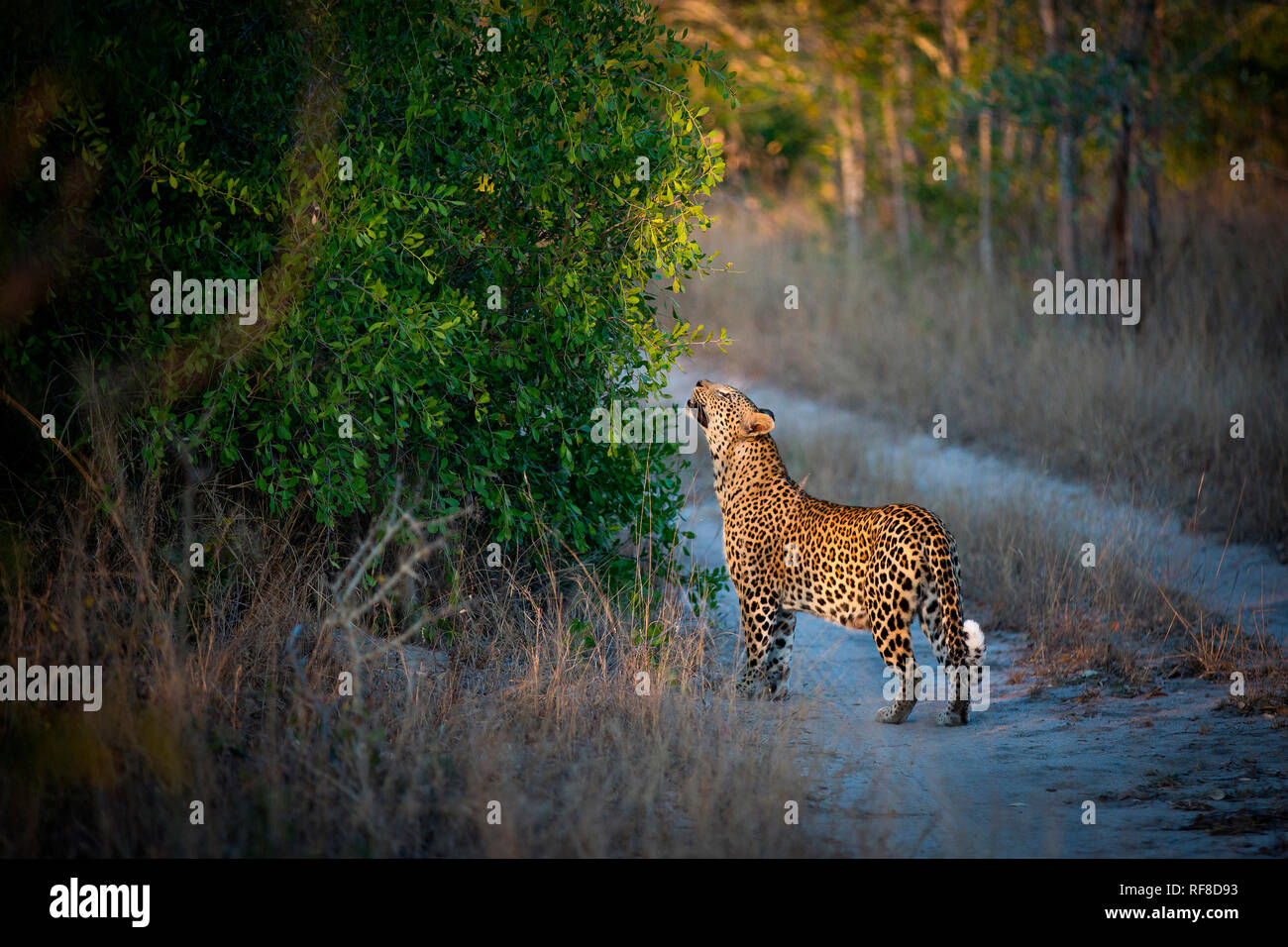 Le profil latéral d'un léopard, Panthera pardus, soulève sa tête et sent les feuilles d'un buisson alors qu'il se trouvait sur une route Banque D'Images