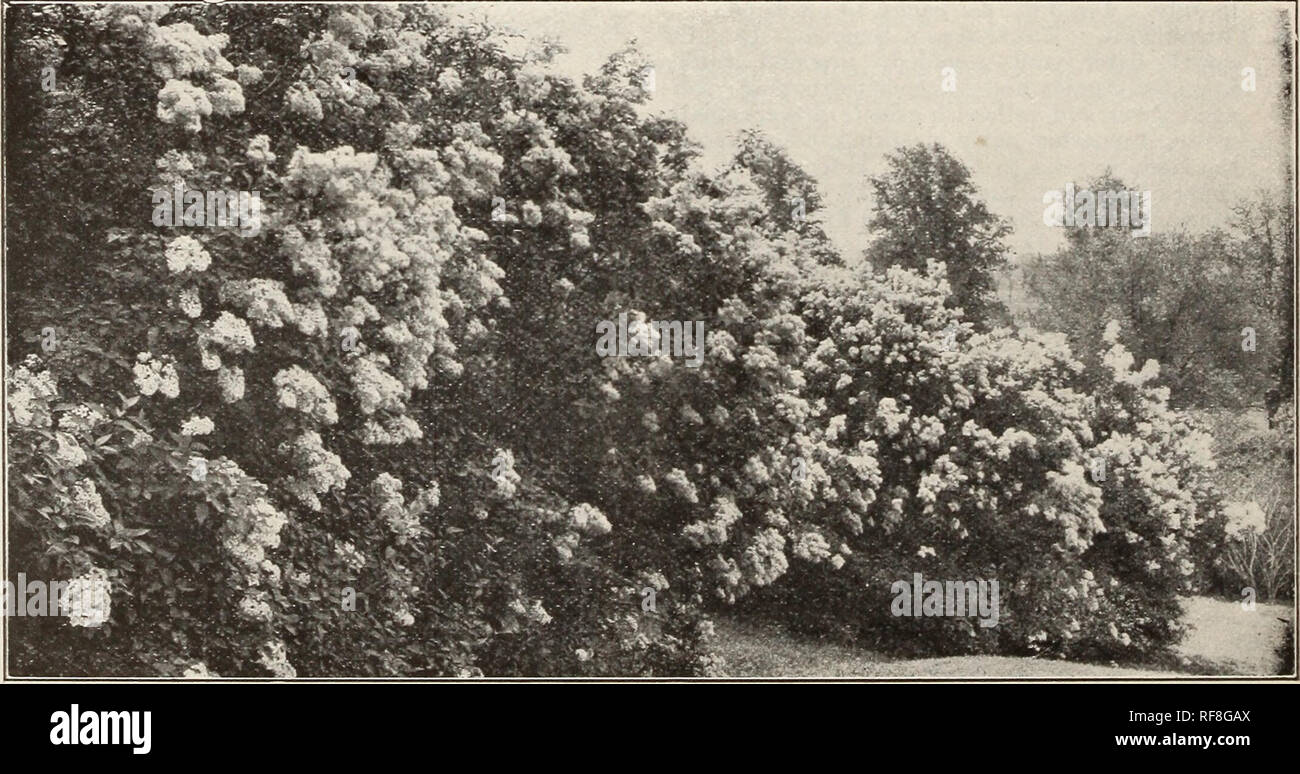 . Catalogue des pépinières de Mount Hope. Pépinières (Horticulture) ; Catalogues Catalogues de graines Roses Fraises ; catalogues ; bulbes (plantes) ; Catalogues Catalogues Catalogues de fruits, fleurs. SYRINGA-lilas-Contfnued S. rothomagensis var. rubra. Rouen Lilas. C. Une variété hybride, avec des fleurs rougeâtres ; panicules de grande taille et très abondante. L'un des plus beaux. 2 à 3 ft., 50c ; 10 pour chaque 4,00 $ ; 100 pour 30 $. S. rothomagensis var. alba. C. un feuillage vigoureux cultivateur ; petit et étroit ; les fleurs blanches avec une teinte bleutée. Floraison parfumée et gratuitement. 2 à 3 ft., 50c ; 10 pour chaque paragraphe 4.00. S. villosa. C. Banque D'Images