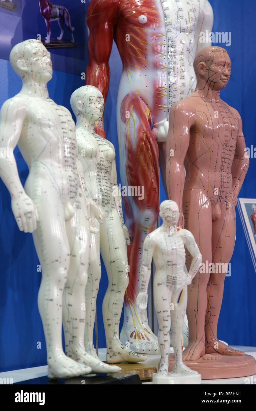 Mannequins anatomiques, Medica 2007, world's biggest trade show pour l'équipement médical et de technologies, Duesseldorf Banque D'Images