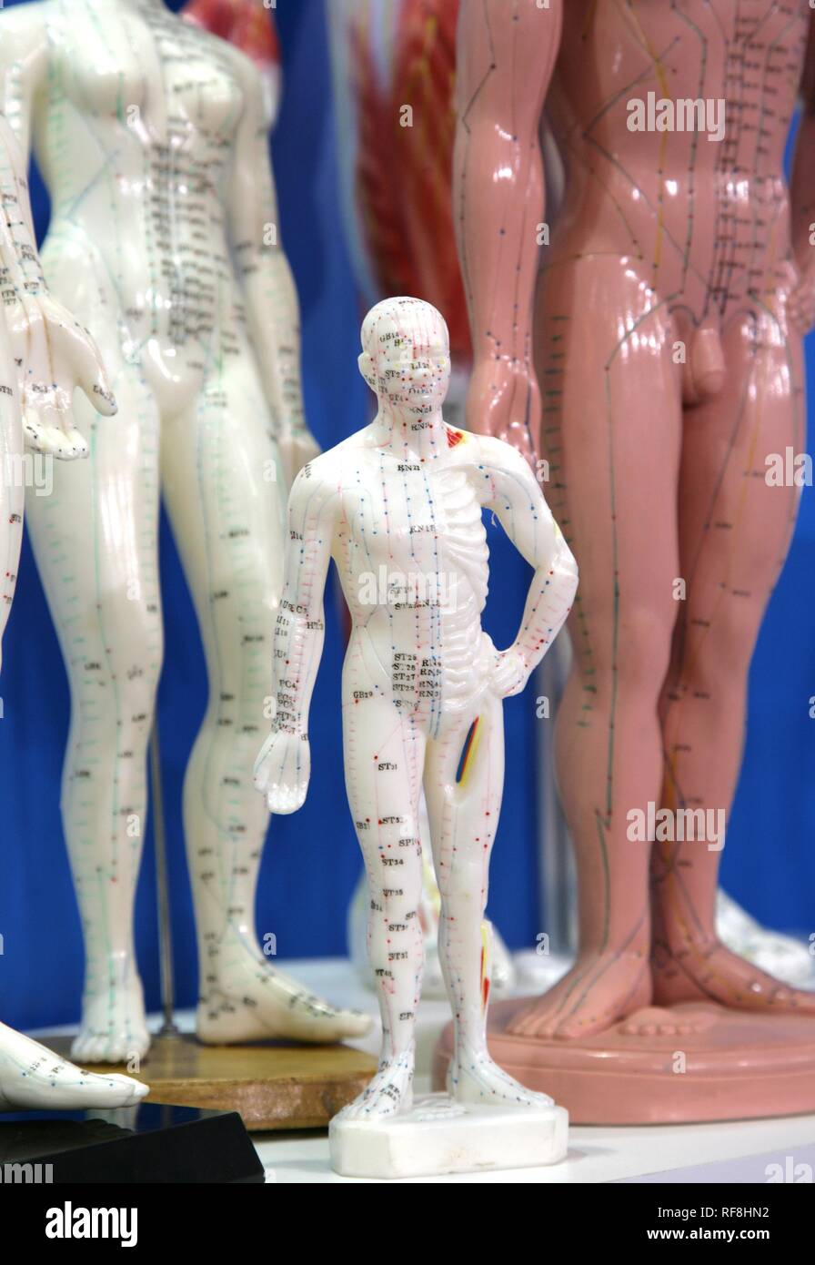 Mannequins anatomiques, Medica 2007, world's biggest trade show pour l'équipement médical et de technologies, Duesseldorf Banque D'Images