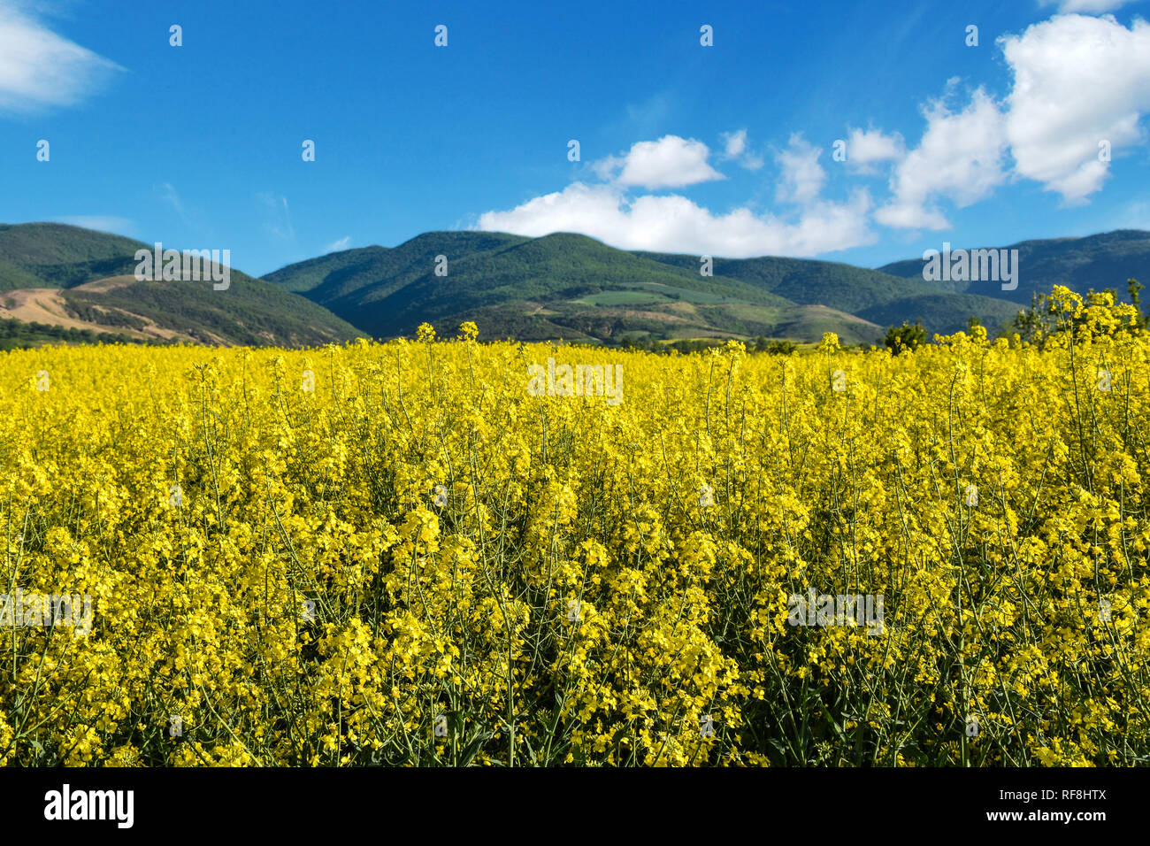 Des champs de colza sur une journée magnifique Banque D'Images