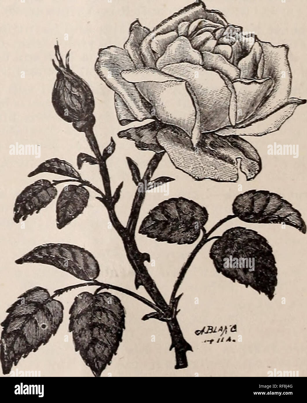 Catalogue Des Nouvelles Rares Et Belles Roses Arbustes