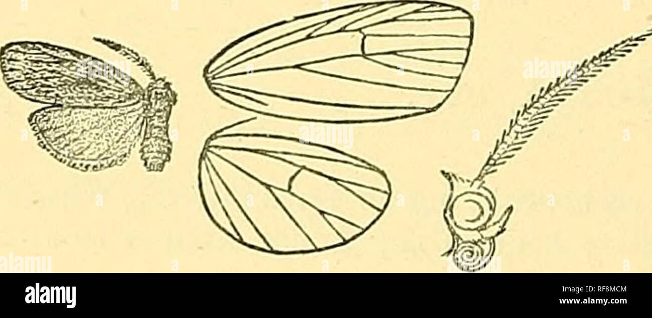 . Catalogue of the Lepidoptera Phalaenae au British Museum. Les mites, de lépidoptères. Fig. 2'D'.âMthosia ectroda, S â y- Hab. Haïti, 1 S type. Exp. 30 millim. Genre PAEAMULONA, nov. Alhulafa TyjDe, P.. Entièrement Proboscis deve.lopel ; palpi obliquement, tournée vers le sommet d'atteignent pas la tête ; antennte de male à bi'anclies modérée, l'arbre plutôt tibiffi ; dilatée modérée avec les spurs. Aile antérieure ; plutôt étroit d'idées 2 à partir de milieu de l'angle de la cellule ; 3 ; 4, 5 ; 6 à partir de la tige au-dessous de l'angle supérieur ; 7, 8, 9 pétiolées ; 11 centrées sur 12. Aile postérieure avec esprit 2 de pour angle de cellule ; 3, 4 Banque D'Images