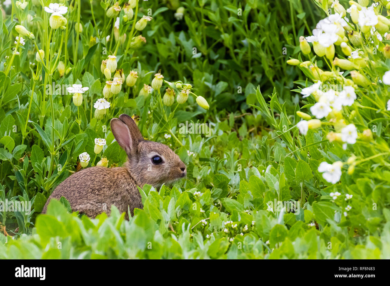 Les lapins sauvages, (Oryctolagus cuniculus), Wildkaninchen, Banque D'Images