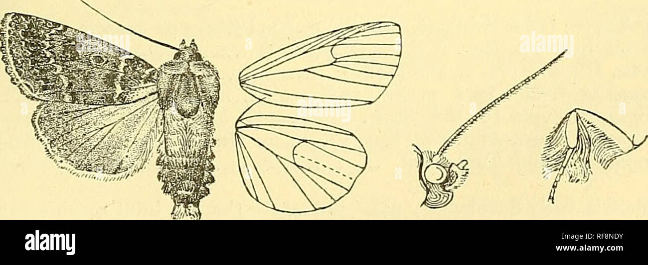 . Catalogue of the Lepidoptera Phalaenae au British Museum. Les mites, de lépidoptères. STTfTOMOPCS. ci-dessous oblique 4 veine et fortement vers l'extérieur en angle sur 1 veine, certains points au-delà de pâle sur costa avec de légères rayures sombres entre eux ; ligne subterminale très indistincte, pâle, définis sur la face interne par une sombre patch à costa, de légères veines Veines au-dessus de 7, 5, 4, et une marque noire dentée en pli submédians ; un terminal série de petits points noirs ; cilia ocre mélangé avec colibri roux. Aile postérieure légèrement ocre pâle teinté wdth rouge-brune, une très légère panneaux post- ligne médiale et légère ombre terminal fro Banque D'Images