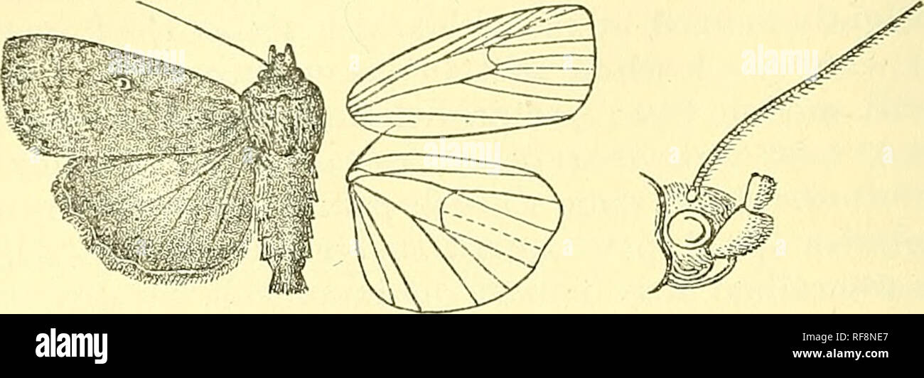 . Catalogue of the Lepidoptera Phalaenae au British Museum. Les mites, de lépidoptères. À 22 fois discale, et généralement à rayures sombres au-delà de celle-ci sur les veines de la moitié de la côte ; légère traces d'une ligne subterminale courbe ; un terminal série de points noir et ocre. Aile postérieure ocre olive, plus ou moins complètement imprégné de brun-olive foncé, la. Fig. 3.-Ferinania lignosa, (5 •* r- terminal area fuscous cils noir ; ocre olive mélangée à marron foncé ; dessous ocre brunâtre, la zone côtière irrorated avec Brown, le secteur du terminal avec une teinte, un fuscous fuscous discoïdales lunule et str Banque D'Images