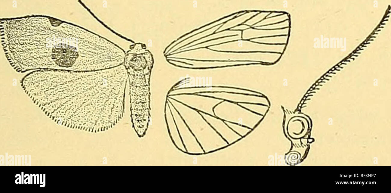 . Catalogue of the Lepidoptera Phalaenae au British Museum. Les mites, de lépidoptères. Fig. 84.-inclucta^ ( llema, b.^. Aile antérieure sans lobe costal. 266. llema inducta. Lithosia inclucta, Wlk. xxxl. 232 (1864) ; Hmpsu. 111. Het. viii. p. 4, pi. 143. f. 1 ; id. Les mites Ind. ii. p. 87 ; Kirby, Cat. Het. p. 332. S . Tête et thorax ; fuscous blanchâtre frons ; abdomen noir, les segments basaux grisâtres. Aile antérieure avec carénage blanc sur la zone côtière au delà de milieu, avec une large bande noire sur sa moitié basale ; les échelles de gris ; une bande médiane noirâtre, et une plus étroite similaire sous- termi Banque D'Images