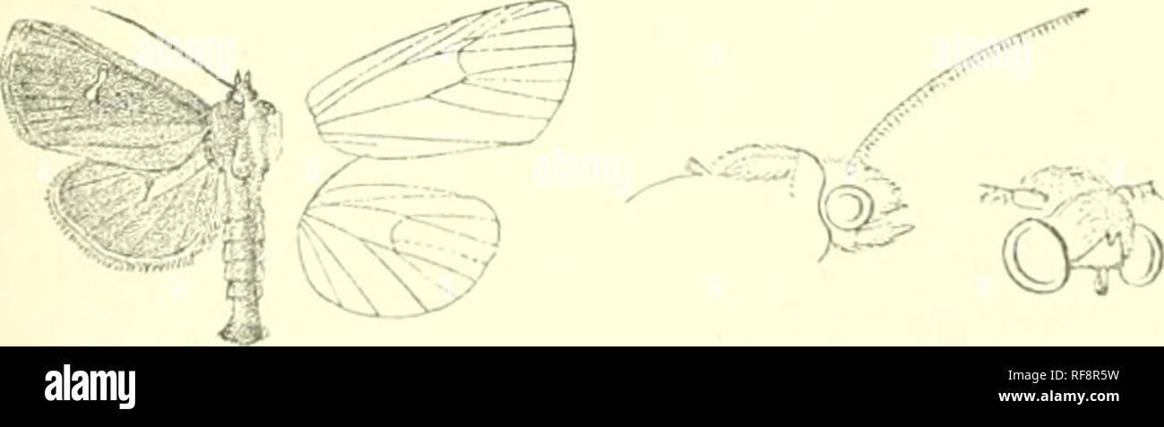 . Catalogue des Lepidoptera Phalaenae au British Museum. Les mites. AHCHAXAUA. 293 A. FOI-e aile avec plus ou moins avancés pour abaisser le centre de wliite j)art d'geminipuncta réniforme. B. aile antérieure avec la partie inférieure du PAI-t noir réniforme, plus ou moins définis par wliite wiiite bj ou points. a. Aile postérieure witli discoïde ou lunnle dark spot sur sous- côté. un^. I-'ore aile avec le postmedial flentate, toute ligne . resoluf^ h.a. Aile antérieure avec la ligne postmedial rednced à shoi-t bliick blanc et streaiis dissoluta. h. Aile postérieure w-ilhout discoïde foncé sur le dessous, un spot'. Aile antérieure avec jiostmedial Banque D'Images