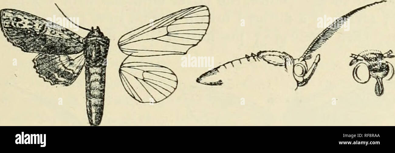 . Catalogue des Lepidoptera Phalaenae au British Museum. Supplément. Les mites. AKTUGA. l(i;5 lunulufa 6320 Aniu/a, Moore, p. 390". Anuga lunulata. P. Z. S. 1867, p. 02 ; Hinpsn. Les mites Ind. $ . Il;id et le thorax ocre teinté de blanc et roux mélangés à brun foncé ; palpi avec noirâtres, lignes à moyen et près de palpi ; à la base, le coeur et les jambes, abdomen brun fuscous l)rownish doisal gris avec des stries noires légères et fascia subdorsal  % la surface ventrale fuscous Brown. Aile antérieure ocre teinté de blanc, roux la zone intérieure et la borne, sauf à l'apex imprégné de dark r Banque D'Images
