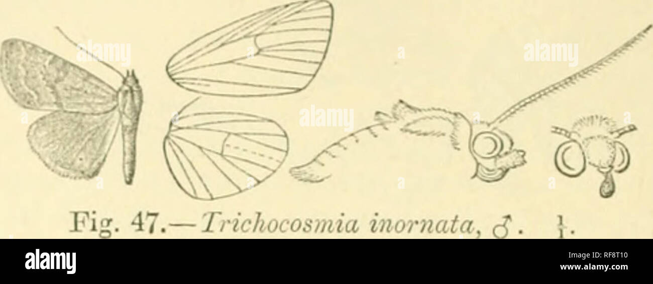 . Catalogue des Lepidoptera Phalaenae au British Museum. Les mites. J'A'xorri dans Tiieiliiin ncrvurc.E,:ud je veine ; une petite tache à l'angle inférieur fuscous de cellule ; un léger dittiised roux sinueuses ; ligne médiale ligne postmedial indistincte, bruant,^slij htly définie par blanc sur la face externe, très niinutcly et ondulés avec minute points sombres sur les veines, légèrement excurved du costa à veine 4 obliijue subterniinal, puis ; ligne. Trichocosmia iiiornata, (5 Â ¢ indistincte, blanc légèrement définie par Colibri roux sur la face interne et certains- qu'excurved 7 veine ci-dessous et au milieu ; un terminal série de légère poi sombre Banque D'Images