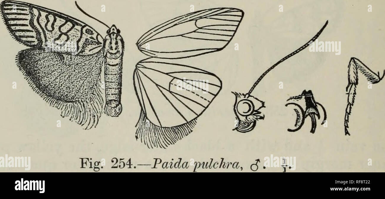 . Catalogue of the Lepidoptera Phalaenae au British Museum. British Museum (Natural History). Département de zoologie ; Papillons ; Lepidoptera. 588 AGAEISTLD^. spots en cellule, une au-dessous de la cellule et une rayure sur ordre d'un diseoidal bar 1, et des taches sur le bord externe de l'postmedial ; taches noirâtres, des cils avec une ligne pâle à travers eux. Aile postérieure orange, noir avec diseoidal bande terminale et sur place à l'angle 5 et 2 veines. Ab. 1. Aile antérieure avec la zone jaune à la base conjuguée à costa de la place.-l'Abyssinie. Ab. 2. Aile antérieure avec le marquage noir sur la moitié basale presque désuète.-Nyasa. Ab. 3. Scène Banque D'Images