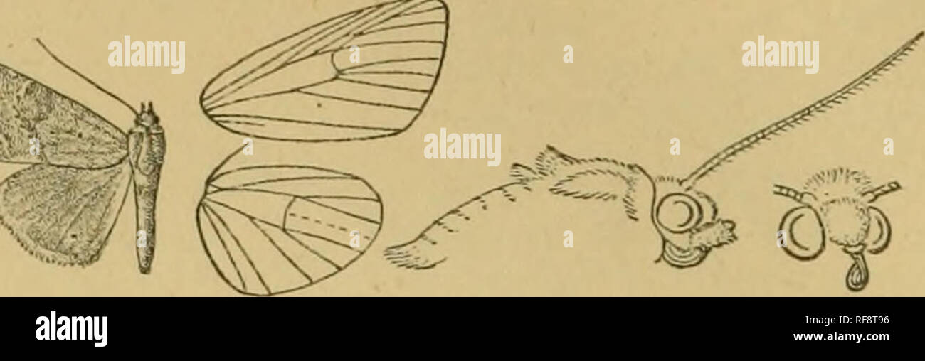 . Catalogue of the Lepidoptera Phalaenae au British Museum. Les mites. Noctuelles 154-t ; nervure médiane. et d'idées 1 ; une petite tache à l'angle inférieur fuscous de cellule ; un léger roux sinueuses diffus ; ligne médiale ligne postmedial indistincte, bruant, légèrement définie par blanc sur la face externe, très finement plissé et avec minute points sombres sur les veines, légèrement excurved du costa à veine 4, puis la ligne subterminale oblique ; f^. Fig. 47.- Tricliocosmia inornata, (^. . Indistincte, blanc légèrement définie par Colibri roux sur la face interne et certains- qu'excarved 7 veine ci-dessous et au milieu ; un terminal série de légère da Banque D'Images