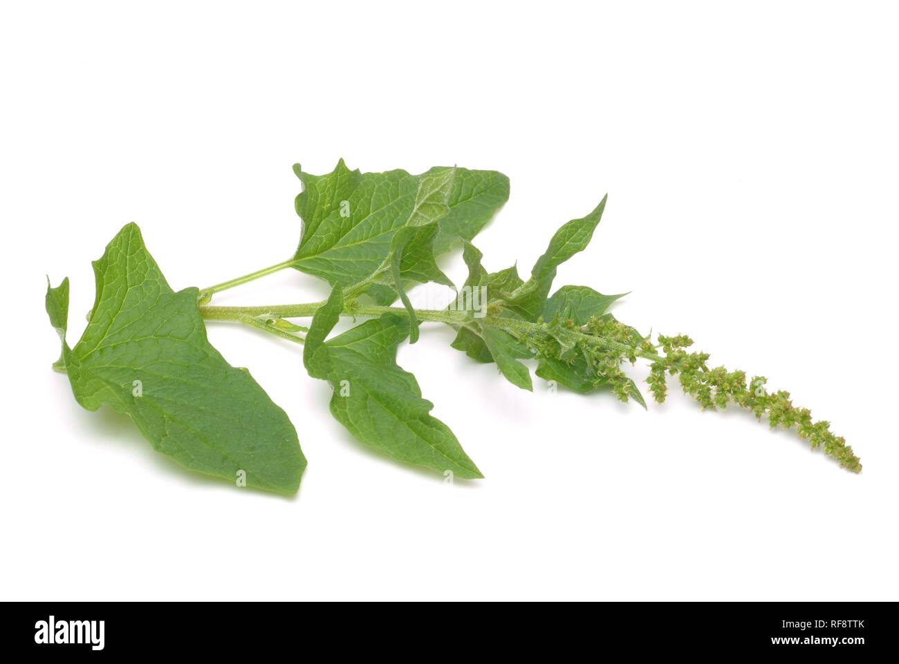 Le bon Roi Henry ou l'asperge du pauvre ou Lincolnshire Épinards (Chenopodium bonus-henricus) Banque D'Images