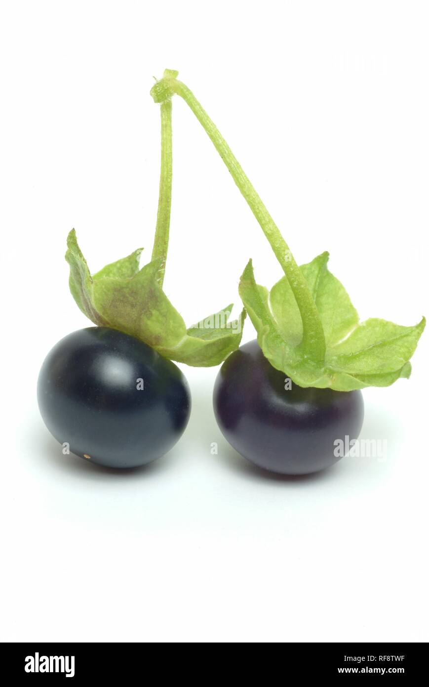 Faux rampante ou Holly (Jaltomata Jaltomato procumbens), cerise noire variété de tomate de taille moyenne Banque D'Images