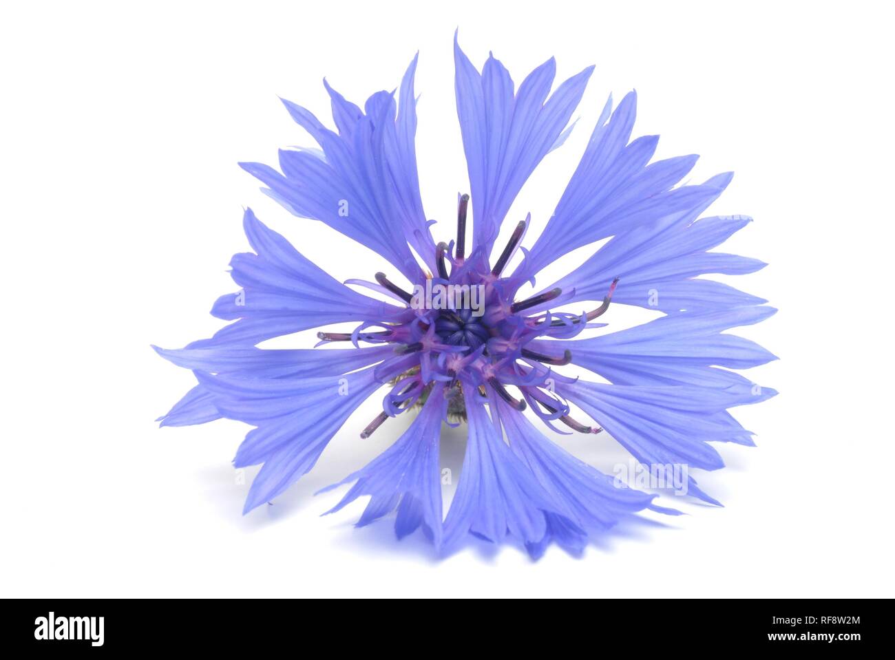 Bleue ou bleuet (Centaurea cyanus) Banque D'Images