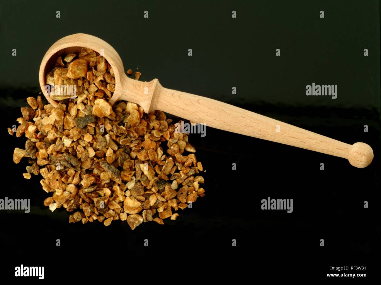 Racine de chicorée (Cicorium selvatica ou Cichorium intybus), plante médicinale, plateau Banque D'Images