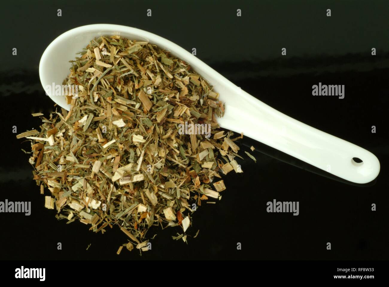 Rue de chèvre secs ou lilas français (Galega officinalis), plante médicinale, plateau Banque D'Images
