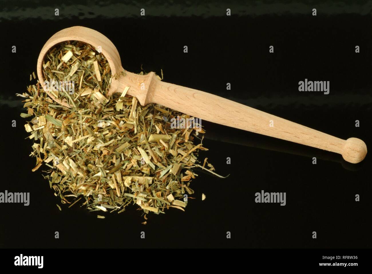 Rue de chèvre secs ou lilas français (Galega officinalis), plante médicinale, plateau Banque D'Images