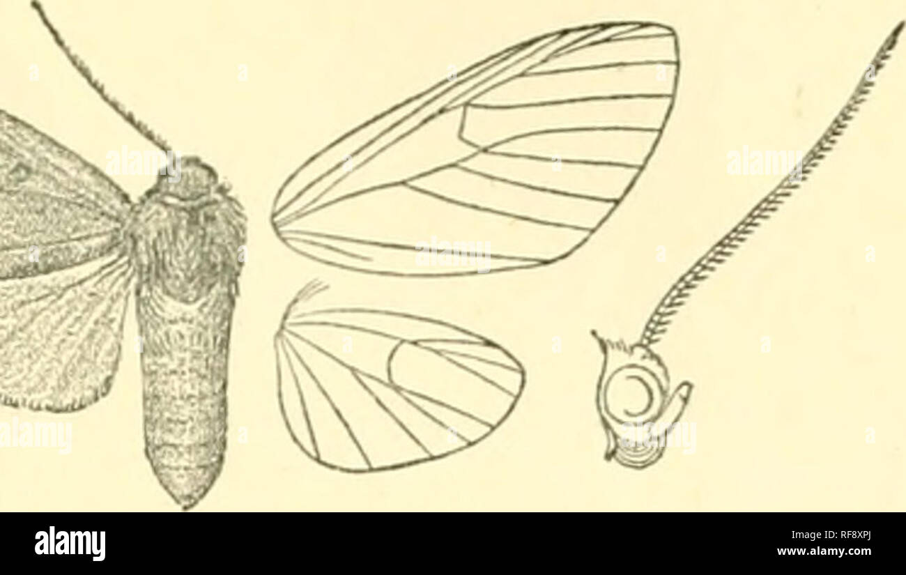 . Catalogue des Lepidoptera Phalaenae au British Museum. Les mites. PRUMALA. 23 antcnnoc ?, tibia, et tarsi fuscous, abdomen rouge. Avant-winj ? Rod-brun-jaune olive avec suifused vers la base ; un patch gris et brun sur milieu de marge intérieure ; points blancs sur les petits. Fig. 13.-Trumalajamahensis, 9- - taches brunes en milieu et fin de coll, sur discoccllulars, et au-dessus des veines bases 3 et 6 ; et postmedial subinfère fabricants obliquement série de taches semblables, les taches au-dessus des nervures 1 et 5 de la 1ère plus scries. Aile postérieure et pâle dessous Crimson. Hah. La Jamaïque, type t 5. ydiaus dans Coll. E Banque D'Images