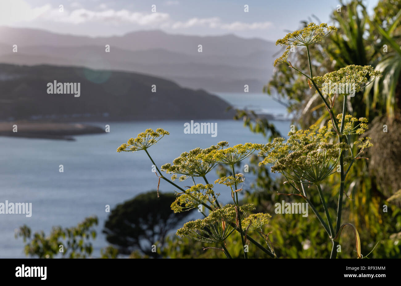 Lyall Bay, Wellington New Zealand Banque D'Images