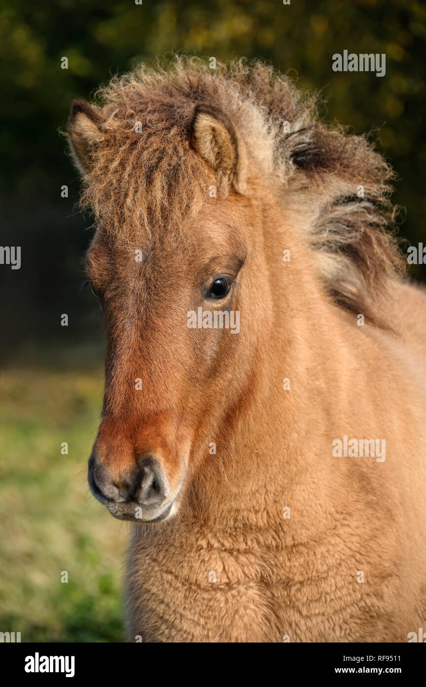 Un cheval de couleur dun poulain avec un masque noir, portrait Banque D'Images