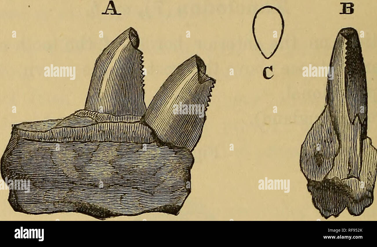 . Catalogue de l'combustibles Reptilia et Amphibia au British Museum (Natural History) ... Par Richard Lydekker ... Reptiles, Amphibiens, les combustibles fossiles ;. 174 DINOSATTRIA. ANCHISAURID^ la famille. Pas parfaitement connue. Dents dans certains cas (fig. 29) sur les dentelures sans bord antérieur, mais dans d'autres (fig. 30) avec dentelures oblique sur les deux frontières. Vertèbre cervicale amphiccelous ; généralement (Anchisaurus l) 5 chiffres à manus et trois dans pes ; pubis rod-comme. Fig. 29.. Epicampodon2 indicus (Huxley).-fragment de mandibule ; du Panchet chambres du bas Grondwanas du Bengale, f. A, la Banque D'Images