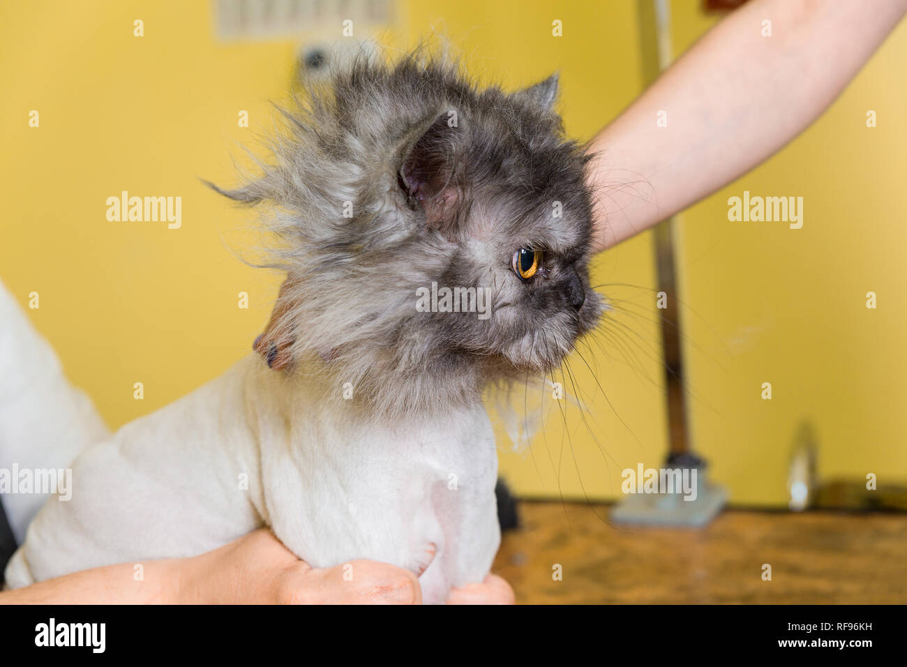 Toilettage Chat Animal En Instituts De Beaute L Assistant Utilise La Tondeuse Pour Tondre Le Visage De Chat Photo Stock Alamy Toilettage Chat Animal En Instituts De Beaute L Assistant Utilise La Tondeuse Pour Tondre Le Visage De Chat Photo Stock Alamy