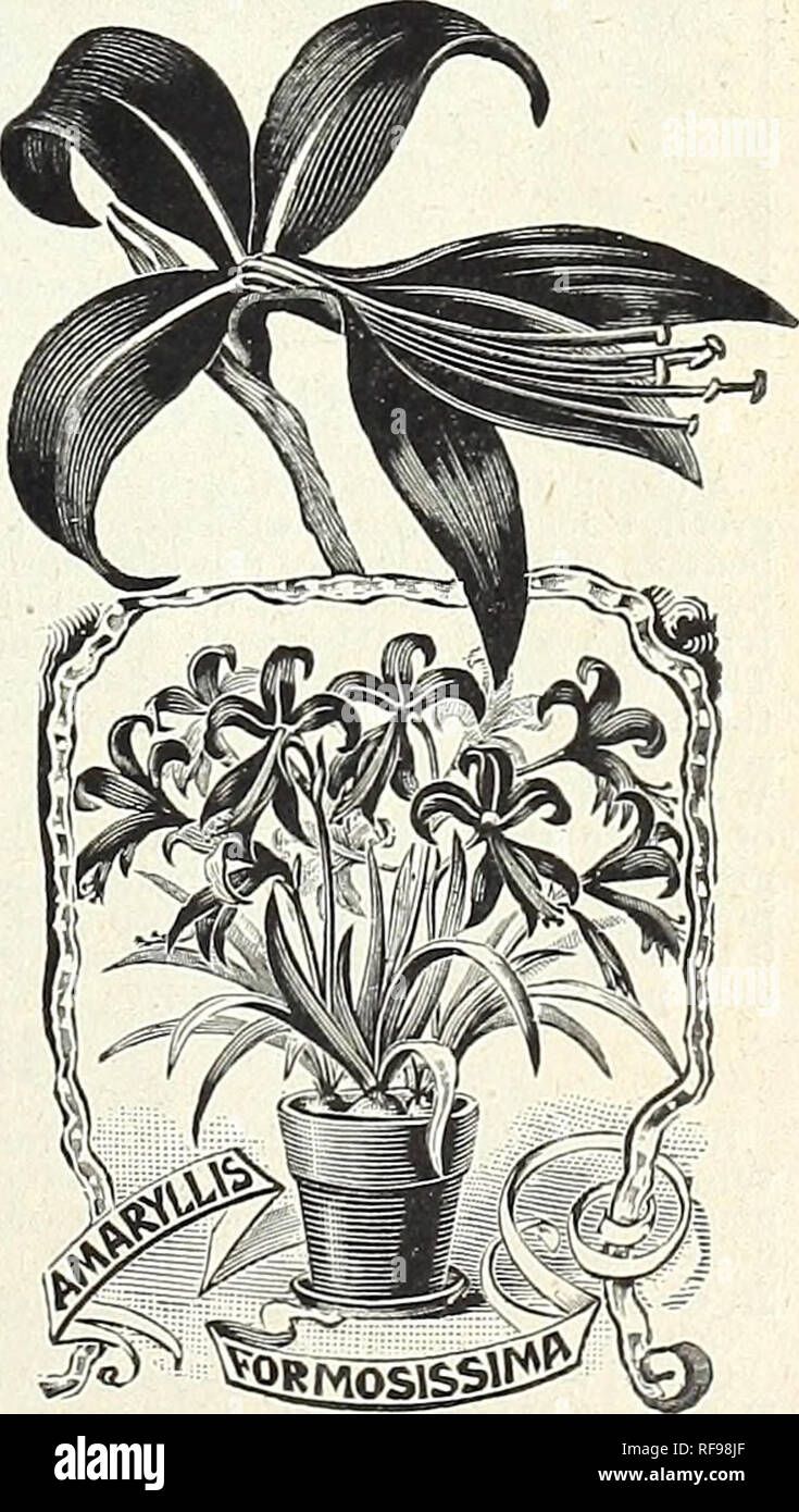 . Catalogue de bulbes d'automne : 1898. L'industrie des semences et les catalogues commerciaux ; Graines de legumes ; Catalogues Catalogues de graines de fleurs Graines d'herbes ; catalogues ; bulbes (plantes) Graines de catalogues. AMARYLLIS BELLADONNA. ... Amaryllis Formosissima (Jacoboean..., Lily). Une belle fleur en forme de quaintly de grand dark Scarlet, la floraison, bien des forces et peut être cultivé dans de l'eau comme les jacinthes ; si les lampes sont gardés au sec pendant l'hiver, ils peuvent être plantés en pleine terre au printemps, et fleuriront pendant l'été. (Voir coupe.) 10c., chacun 1,00 $ la douzaine. Amaryllis Vittata hybrida. Ce sont des semis sans nom hyb Banque D'Images