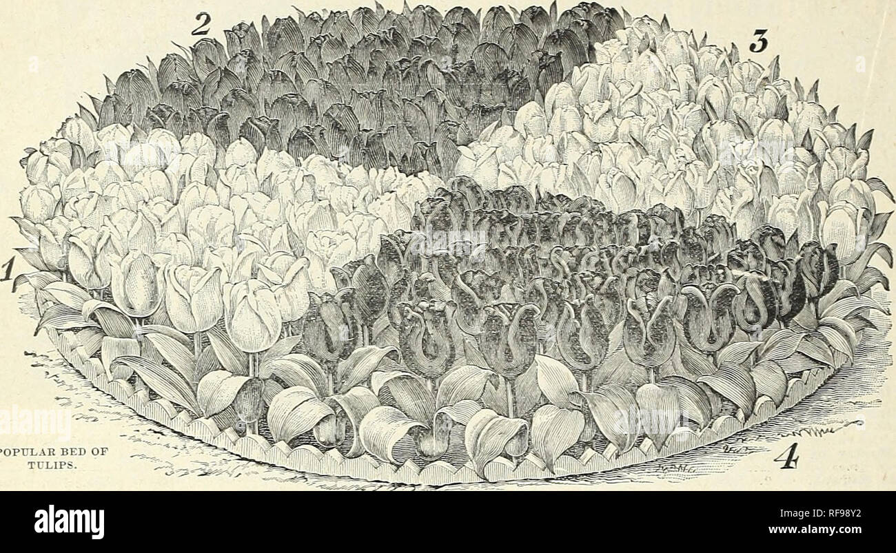 . Catalogue de bulbes d'automne : 1898. L'industrie des semences et les catalogues commerciaux ; Graines de legumes ; Catalogues Catalogues de graines de fleurs Graines d'herbes ; catalogues ; bulbes (plantes) Seeds Catalogues. i6 PETER HENDERSON &AMP ; CO., NEW YORK.-AMPOULES POUR LES SEMIS D'AUTOMNE. COLLECTIONS DE TULIPES AU DÉBUT SIMPLE £g&amp ;. Lit POPULAIRES DE ^_. Tulipes. Lit POPULAIRES DE DÉBUT DE TULIPES. Ce lit est de 18 pieds de circonférence ou 6 pieds de large, et nécessite un total de 200 bulbes plantés à 5 pouces à part. Prix pour l'une des combinaisons de couleurs ci-dessous, S2.75, l'acheteur le transformant en transit. "Lit" et jaune- Scarle Combinaison.-nos Banque D'Images