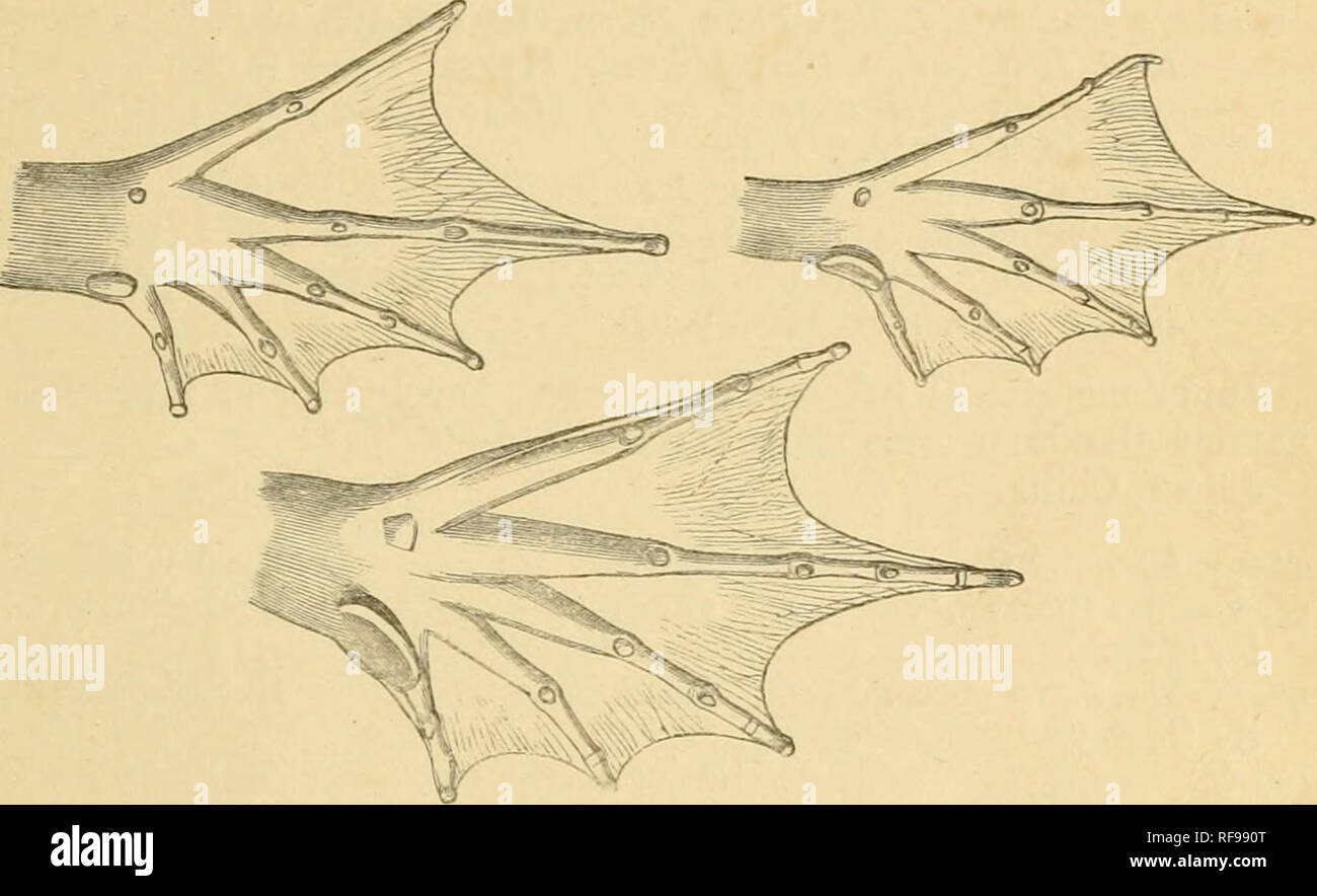 . Catalogue de l'Batrachia Salientia s. Ecaudata dans la collection du British Museum. Les amphibiens. 2. EANA. 39 stripes le long du dos ; entraver côté de cuisses-noir en marbre. Homme avec une vésicule vocal externe de chaque côté, l'ouverture par une fente derrière l'angle de la bouche. L'Europe ; Asie ; N.-O. W. L'Afrique. La surface inférieure de pied.. N. L'Afrique. E. L'Asie. n-b. 5. Tunis. c. Yg. Susa, N. L'Afrique. d. De nombreux spec. Â 6, Ooustautine.  ?,&Amp ;.T8-- e-h. c ?, ?,&amp ; yg- Açores. j, k-l. c ? $. S. l'Europe. m. La peau. L'Italie.   N-O, p-r, s-t. S,2, Boiiouia. &Amp ; lai'VcG. u-v. Yg. Turin. w. 2- Hongrie. X. Yg. Hanovre. Banque D'Images