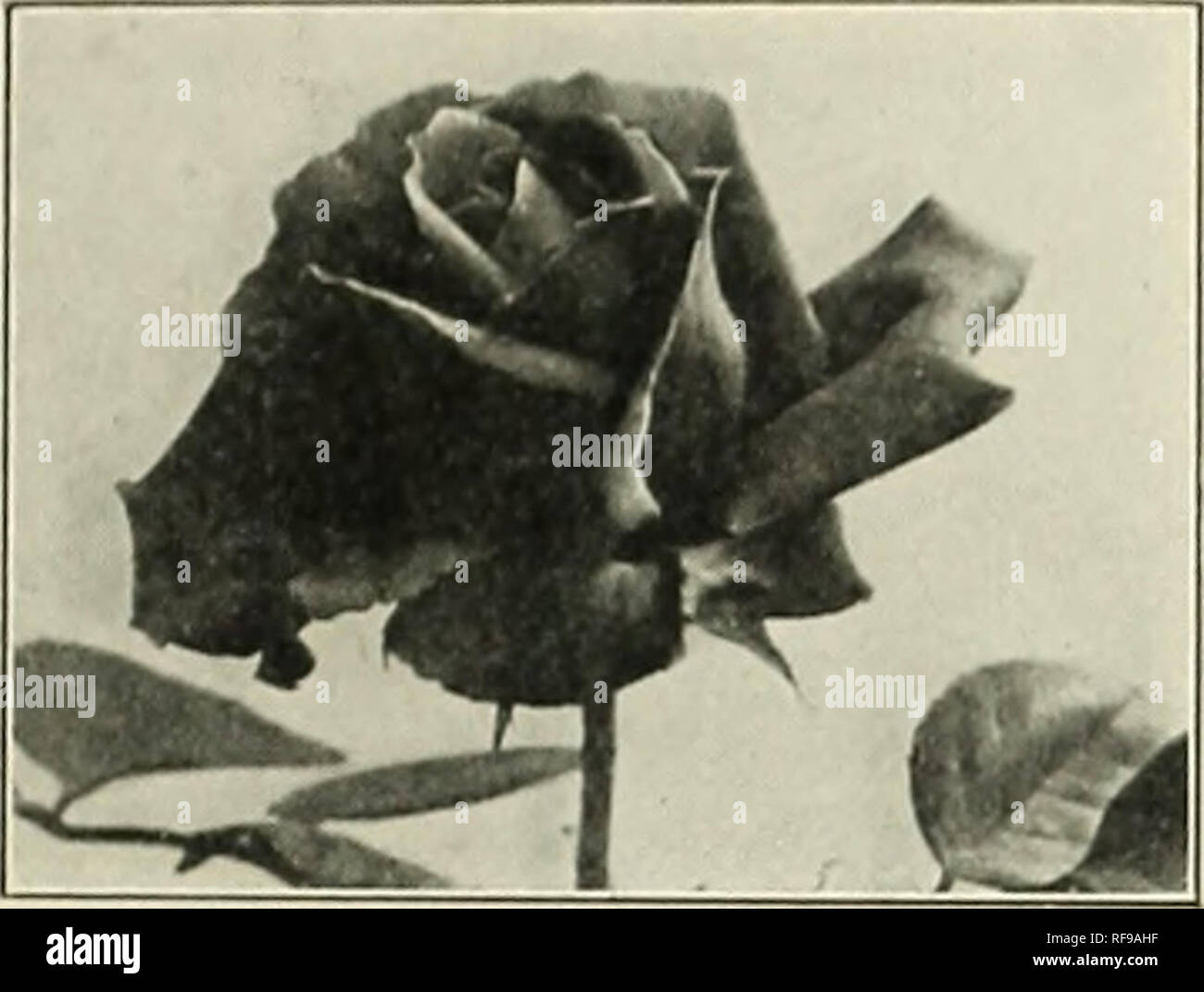 Catalogue Fresno Californie Pépinière Des Plants Des Arbres