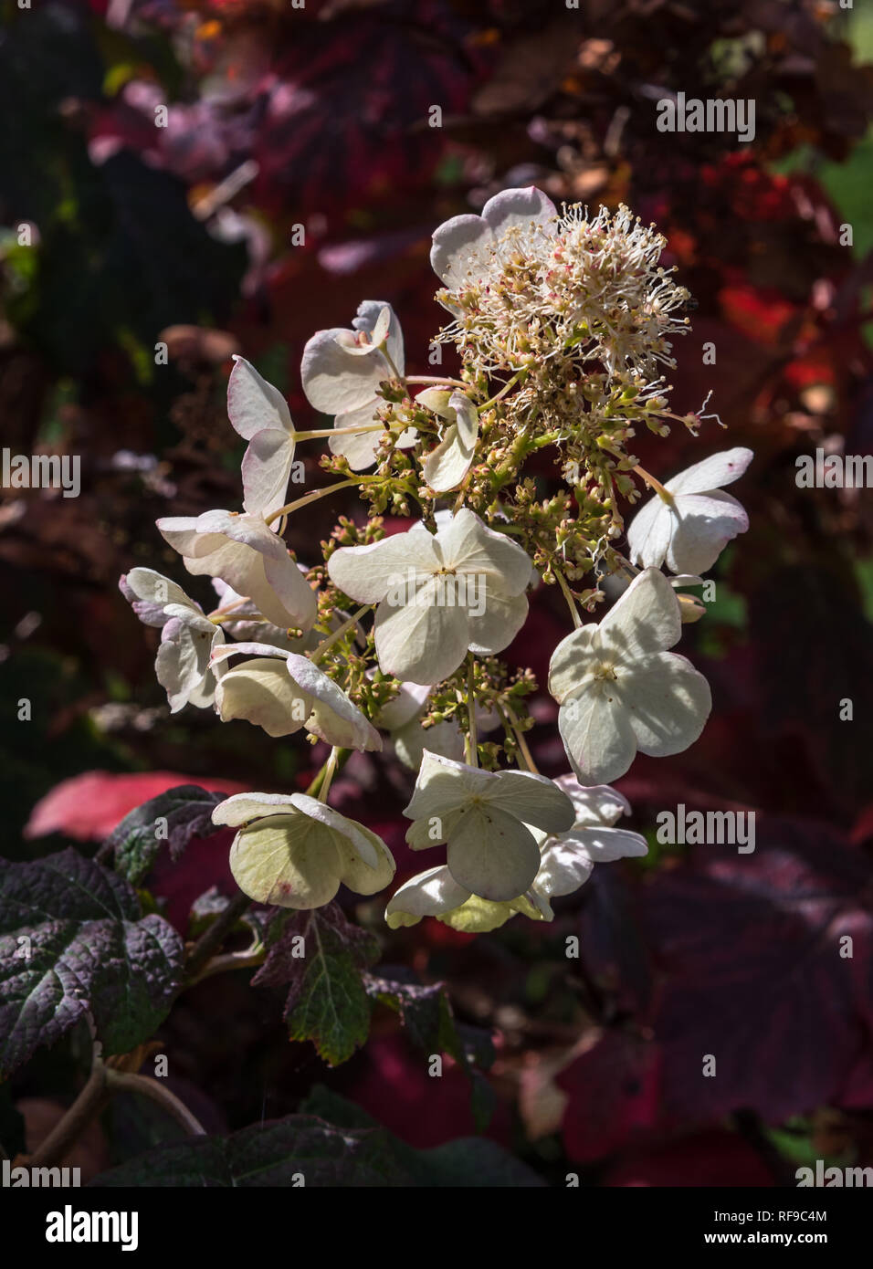 Hortensia à feuilles de chêne à l'automne Banque D'Images