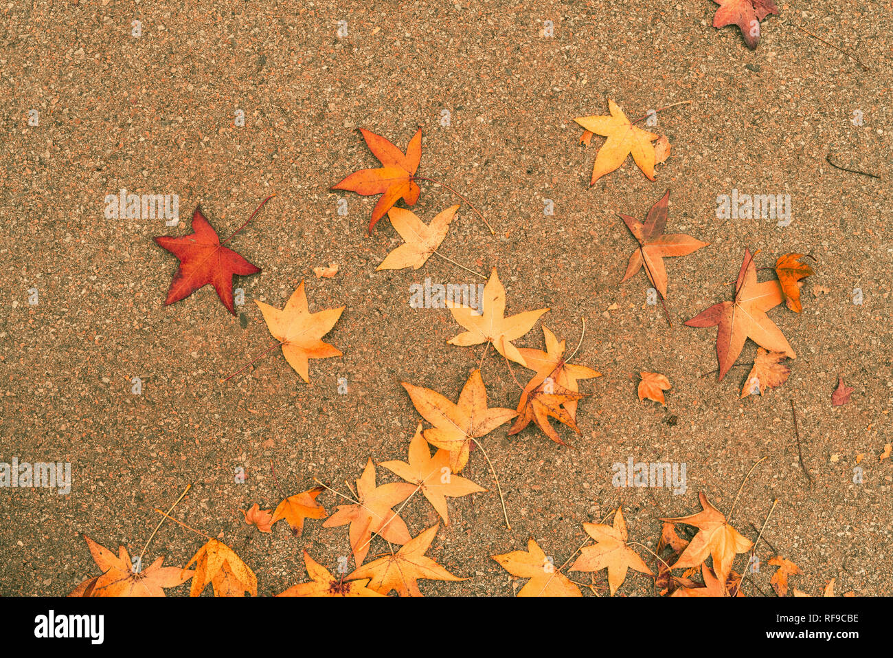 Automne érable japonais multicolore des feuilles sèches sur le sol naturel organique texture pattern Banque D'Images