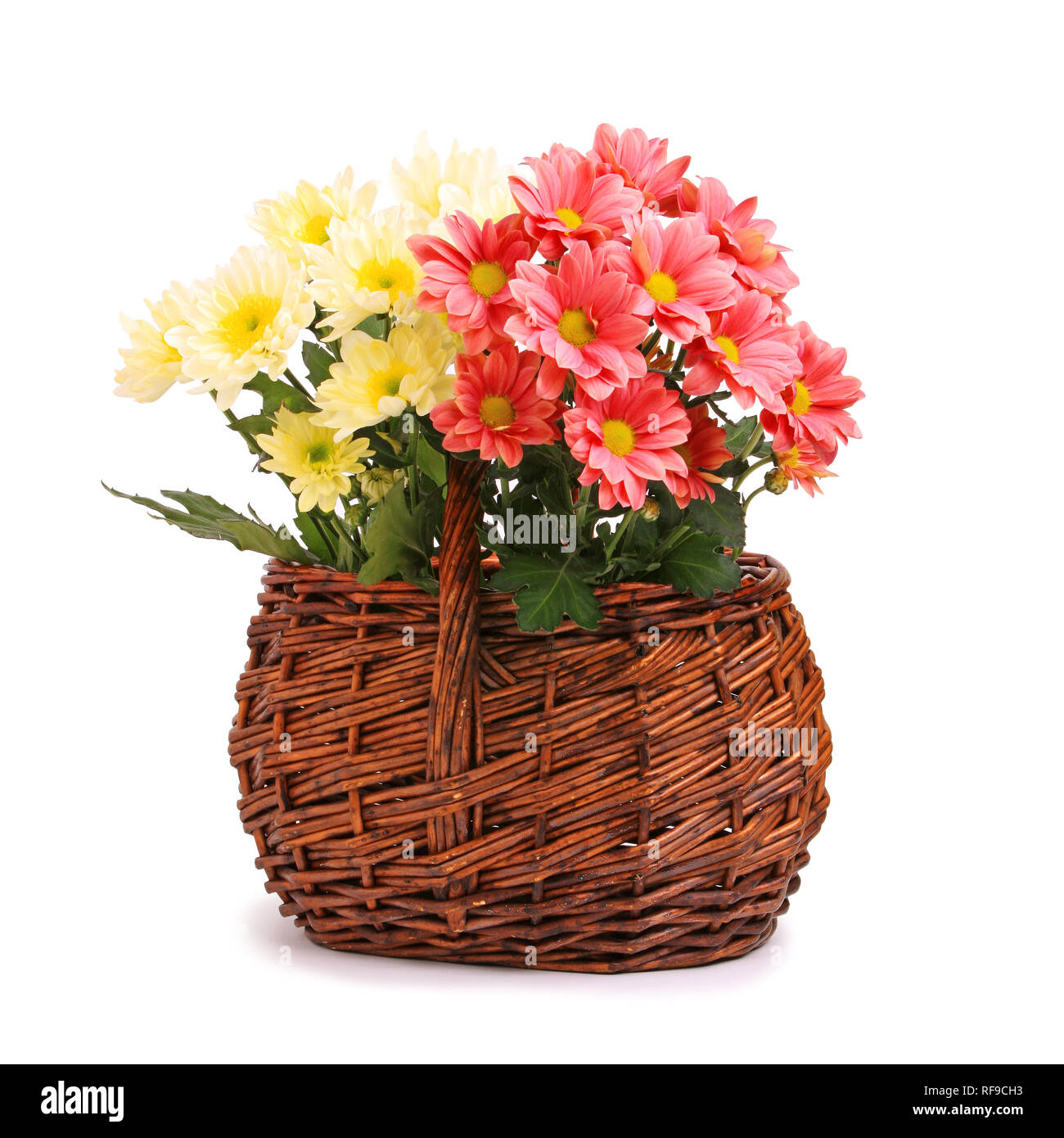 Gerbera rose et jaune dans panier en osier Banque D'Images