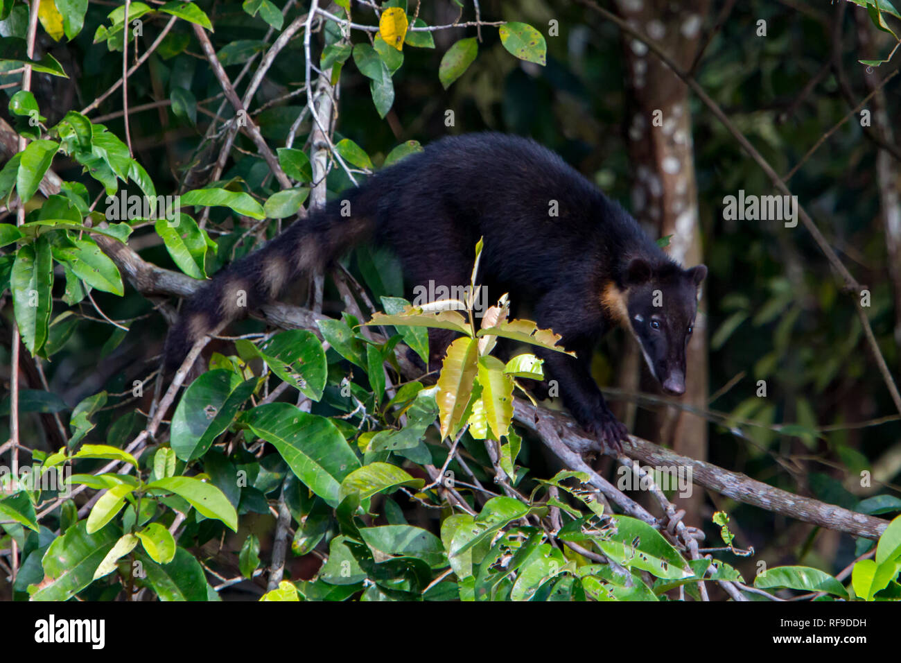 Un Coati, sud-américains liés à la raton laveur, vit dans la forêt tropicale de l'Amazonie à Loreto, Pérou Banque D'Images