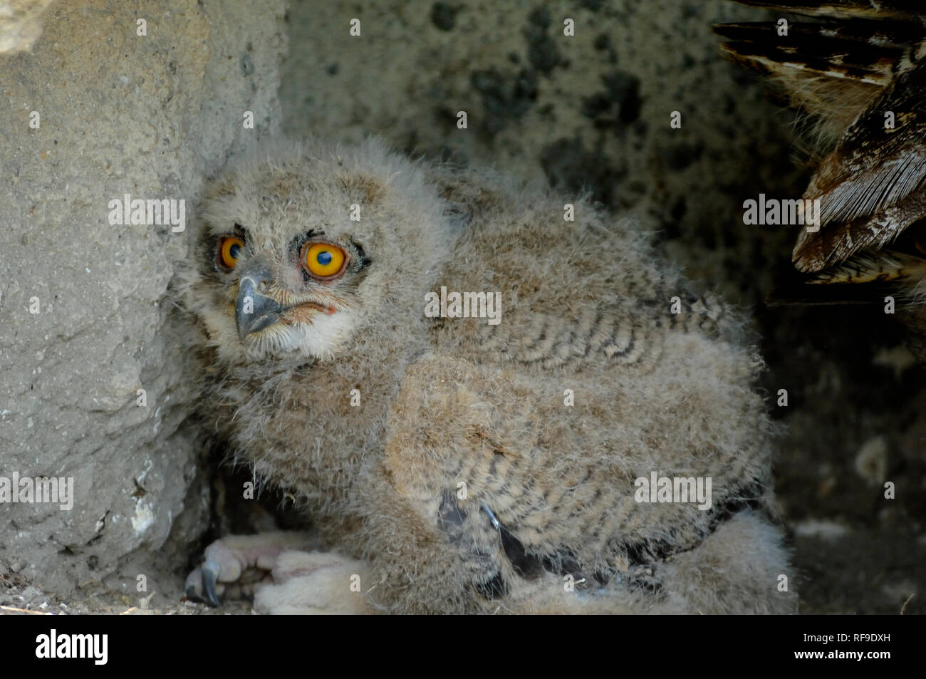 Grand Owl Bubo bubo, Poussin, Poussin lacteus ou Camargue France Banque D'Images